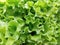 Nature\\\'s Artistry: Captivating Close-Up of Vibrant Green Lettuce
