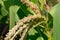 Nature\\\'s Assistants: Bees Pollinating Corn Tassels for Sustainable Agricultural Growth
