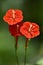 Nature's beauty is simple and beautiful as these three tall red flowers