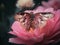 Nature\\\'s Beauty: A Stunning Close-Up of a Pink Flower and Moth