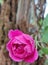 Nature& x27;s bliss lovely wonderful rose flower