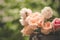 Nature\\\'s Blush: Captivating Pink Rose Blooms in the Summer Landscape