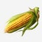 Nature\\\'s Bounty Realistic Sweet Corn on a White Background