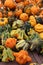 Nature`s bounty seen in this year`s harvest of bright and colorful gourds