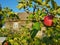 Nature\\\'s Bounty: Tempting Red Apple on a Tree Amidst the Charm of a Country House