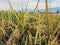 Nature's Bounty Unveiled: A Serene Portrait of Paddy Fields