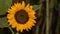 Nature\\\'s Brilliance: A Close-Up of a Sunflower, Radiating Warmth and Vibrancy, a Captivating Portrait of Botanical Beauty