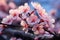 Nature\\\'s canvas painted with spring blossoms, sun-drenched and softly blurred