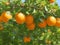 Nature\\\'s Citrus Symphony: Embrace the Beauty of Fresh Oranges on the Tree in Our Picture!