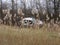 Nature\'s Claim: The Haunting Beauty of an Abandoned Silver Gray Car