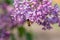 Nature\\\'s Dance: The Enchanting Lilac Flower and Buzzing Bee