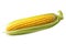 Nature\\\'s Delicacy: Single Ear of Corn in a White Haven