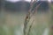 Nature\\\'s Delicate Guardian: Red Ladybug Amongst Meadow Grass