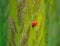 Nature\\\'s Delicate Guardian: Red Ladybug Amongst Meadow Grass