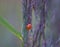 Nature\\\'s Delicate Guardian: Red Ladybug Amongst Meadow Grass