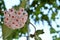 Nature\\\'s Delicate Masterpiece: Hoya Carnosa, the Porcelain Flower, Blooming in a Serene Home Garden