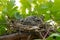 Nature\\\'s Delight: A Serene Garden Haven for Two Baby Doves