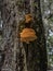 Nature`s Designs on a Florida Live Oak Tree