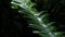 Nature\\\'s Elegance: Close-Up of Fern Leaf in a Lush Tropical Rainforest