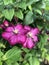 Nature\\\'s Elegance: Embrace the Charm of Clematis