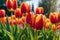 Nature\\\'s Elegance: Macro Shot of Dew-Kissed Tulips in an Early Morning Sunlit Garden - Foreground in Sharp Focus Revealing