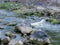 Nature\\\'s Elegance: Silky River Flow Among Mossy Rocks