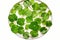 Nature\\\'s Elixir: Close-up of Centella Asiatica Leaves with Raindrop (AI Generated)