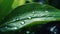 Nature\\\'s Elixir: Macro of Dew Drops on a Green Leaf