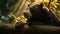 Nature\\\'s Enigma: Sun Bear\\\'s Ephemeral Presence in the Rainforest