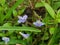 Nature\'s Gem: Exploring the Unique Beauty of Mazus Miquelii