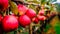 Nature\\\'s Gems: Ripe Red Apples Swinging from a Branch in a Serene Orchard