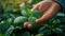 Nature& x27;s Gift, Hand Holding Fresh Ashwagandha Leaves with Dew Drops, Macro Shot, Morning Light in a Lush Garden