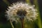 Nature\\\'s Glistening Jewel: A Dewy Dandelion at Sunrise.