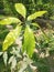 Nature\'s Golden Promise: Thriving Mango Growing Plant