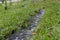 Nature`s grass of small waterstream