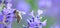 Nature's Harmony: A Bee Embracing the Lavender Blossom