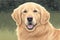 Nature\\\'s Harmony: Golden Retriever in Garden