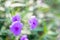 Nature\\\'s Harmony: Green Background with Little Violet Wild Flowers