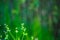 Nature\\\'s Harmony: Green Background with Little Violet Wild Flowers