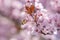 Nature\\\'s Harmony: Honey Bee Pollinating Pink Sakura Flowers