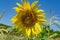 Nature\\\'s Harmony: Sunflower Blossom Teeming with Busy Bees