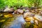 Nature's Harmony: A Tranquil Stream Meandering Through the Verdant Forest