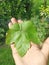 Nature\'s Harvest: Grapes Leaf in Gentle Hands