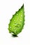 Nature\\\'s Healing Touch: A Drop of Aloe Vera Gel with Sliced Aloe Vera (AI Generated)