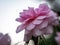 Nature\\\'s Jewel: Pink Flower with Glistening Dew and Graceful Insect