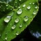 Nature\\\'s Jewel: A Stunning Green Leaf with a Glistening Water Drop