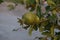Nature\'s Jewel Unfolds: Growing Pomegranates on the Vibrant Plant