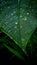 Nature& x27;s Jewels: Captivating Dewdrops on Taro Leaves