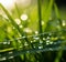 Nature\\\'s Jewels: Mesmerizing Dewdrops on Glistening Grass in Bokeh Bliss