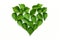 Nature\\\'s Love Note: Heart-shaped Leaf, a Symbol of Affection and Harmony in Verdant Green